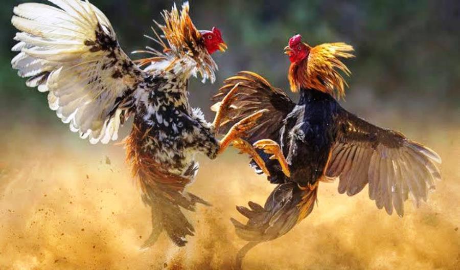 Fakta dan Mitos Rollingan Pada Sabung Ayam